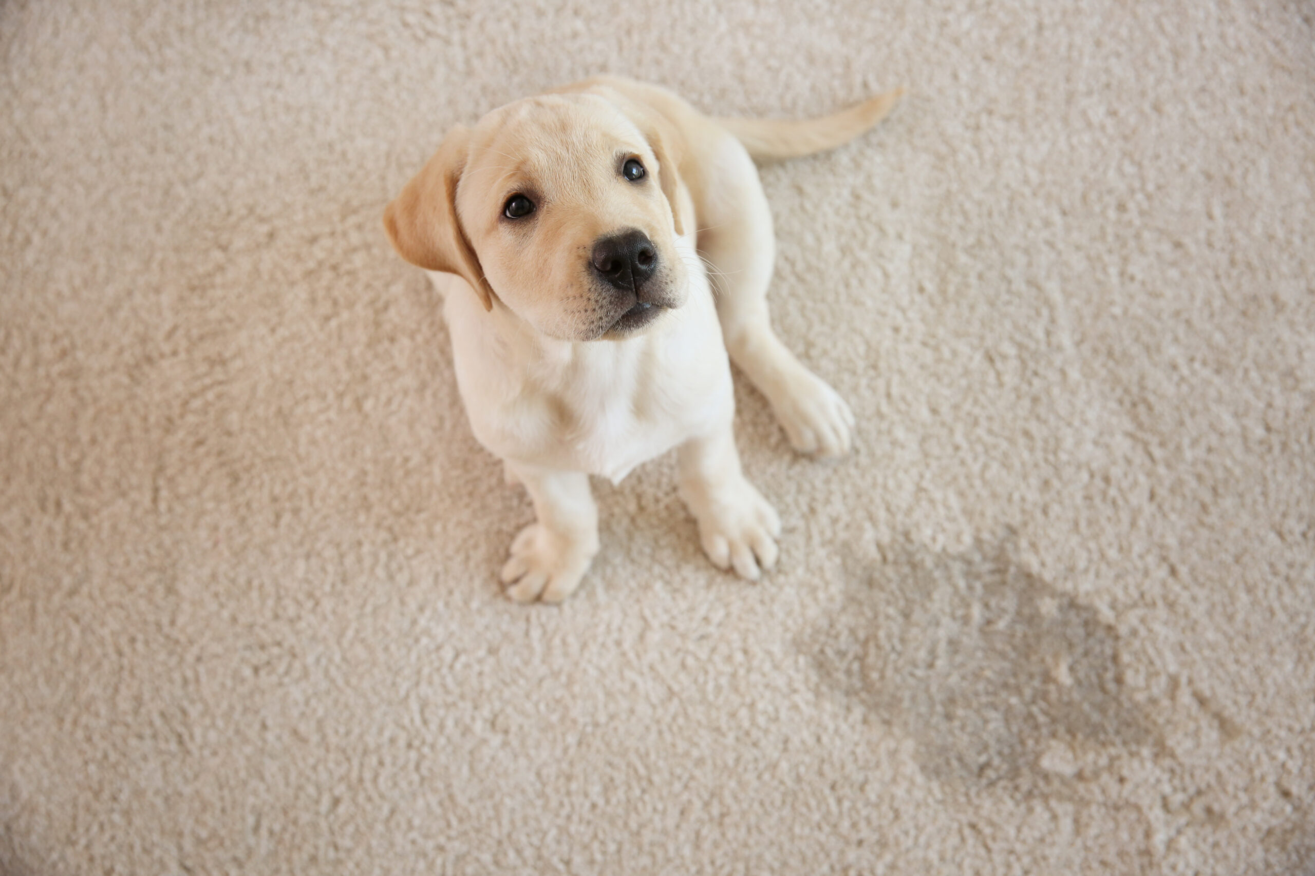 Recurring House Cleaning vs. One-Time Deep Clean: Which Is Right for Your Family? 9 Cute puppy sitting on carpet near wet spot